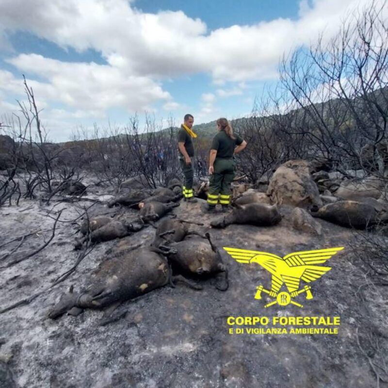 Oliveti secolari e macchia mediterranea in fumo, animali morti e una stima iniziale di oltre 450 ettari di territorio bruciato. E' stato un vero e proprio inferno, con nubi di fumo nel cielo rosso per il fuoco, quello che si è scatenato ieri sera a Orotelli, nel Nuorese, dove anche per la presenza di un forte maestrale, che continua anche oggi, le operazioni di spegnimento sono state difficili, Non hanno aiutato neppure l'orografia impervia del terreno e la mancanza di vie di comunicazione. Sul posto, in località Su Venos, da ieri hanno operato due Canadair e sei elicotteri del Corpo Forestale regionale: Farcana, San Cosimo, Fenosu, Villasalto, Pula, Alà dei sardi e Anela. Solo questa mattina il rogo è stato spento con gli ultimi lanci di un Canadair arrivato da Olbia e dell'elicottero di Farcana (Nuoro). Sul posto ha coordinato le operazioni il dirigente della pattuglia del Corpo forestale di Orani. Per tutta la notte hanno operato anche 4 squadre dei vigili del fuoco di Nuoro per un totale di 20 uomini e 10 mezzi con il supportato da un esperto Tas e il personale Sapr con i droni inviato dalla direzione regionale Sardegna. Ora che l'incendio è sotto controllo, il Corpo Forestale del compartimento di Nuoro sta effettuando dei sopralluoghi nella zona per capire l'esatta entità dei danni. In volo, anche oggi, i droni dei vigili del fuoco.ANSA/Corpo Forestale Sardegna ANSA PROVIDES ACCESS TO THIS HANDOUT PHOTO TO BE USED SOLELY TO ILLUSTRATE NEWS REPORTING OR COMMENTARY ON THE FACTS OR EVENTS DEPICTED IN THIS IMAGE; NO ARCHIVING; NO LICENSING NPK