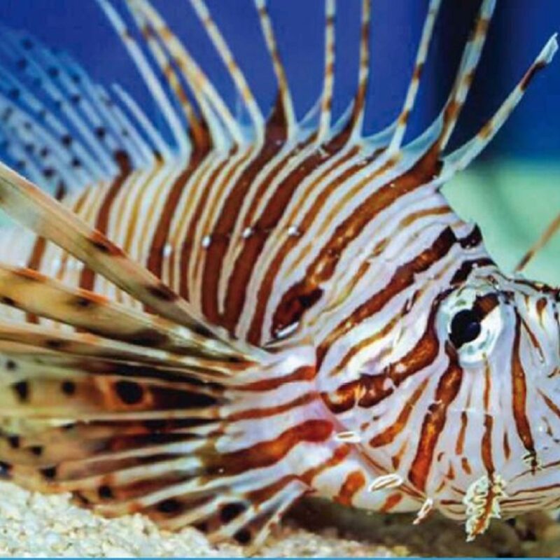 Il pesce scorpione