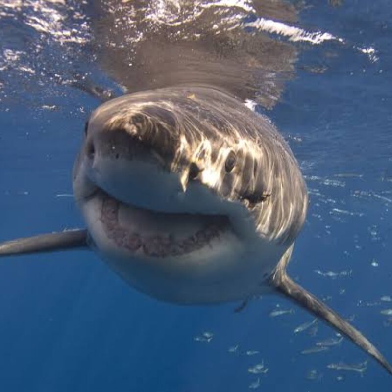 Nel Canale di Sicilia gli ultimi squali bianchi del Mediterraneo