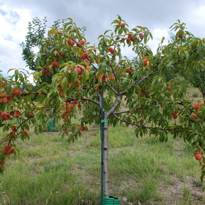 albero di pesco