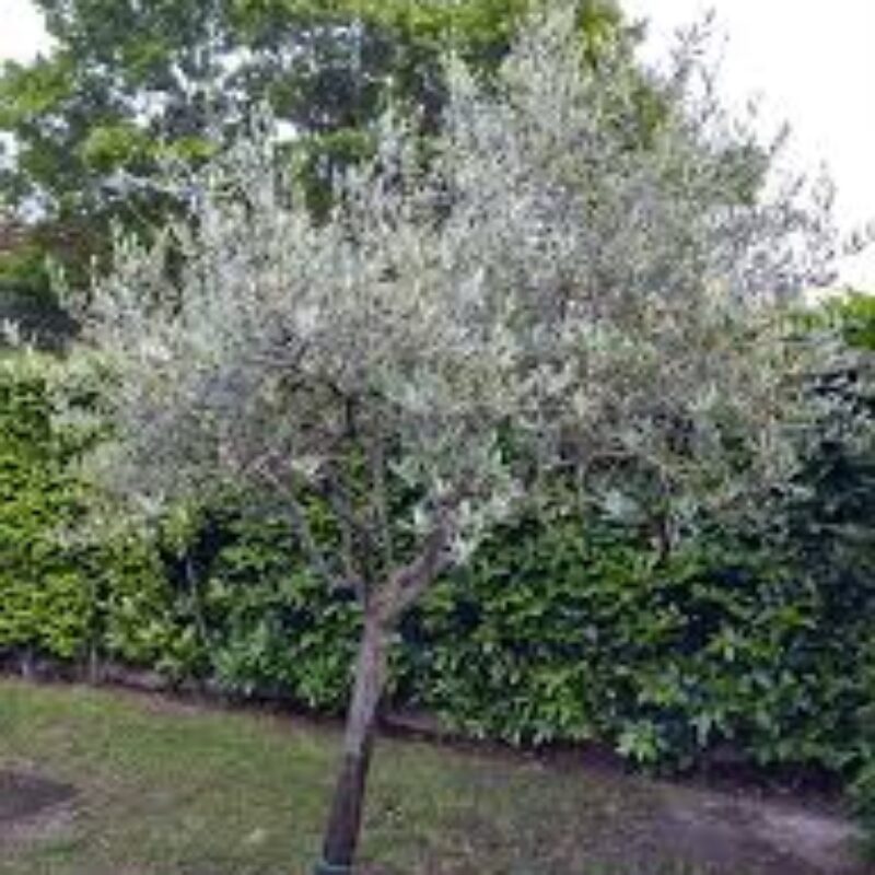 albero olivo scuole