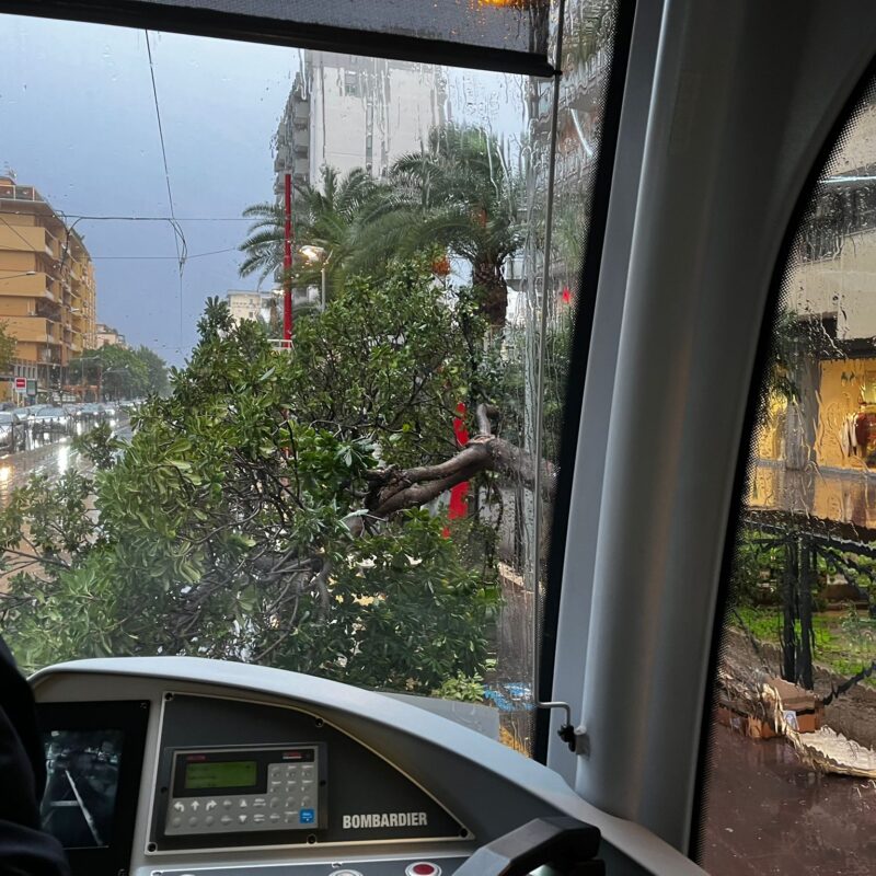 albero caduto sui binari del tram a palermo