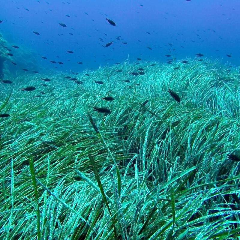 Un campo di posidonia (foto NotiziarioEolie.it)