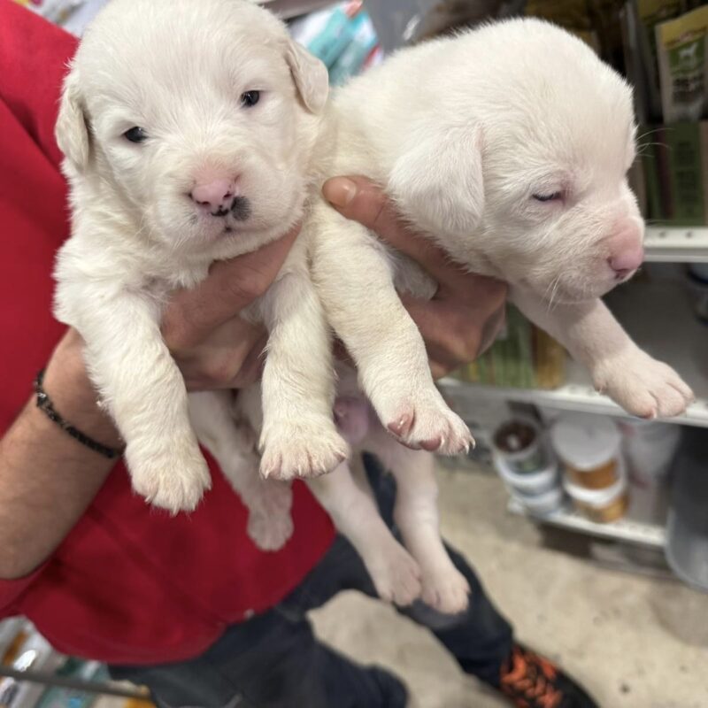 cuccioli abbandonati a Bagheria