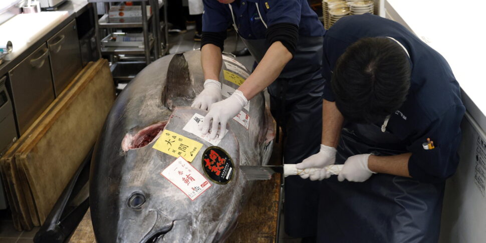 https://assets.gds.it/2025/01/A-bluefin-tuna-fetches-1.3-million-US-dollar-at-annual-New-Years-first-auction_82357374-970x485.jpg