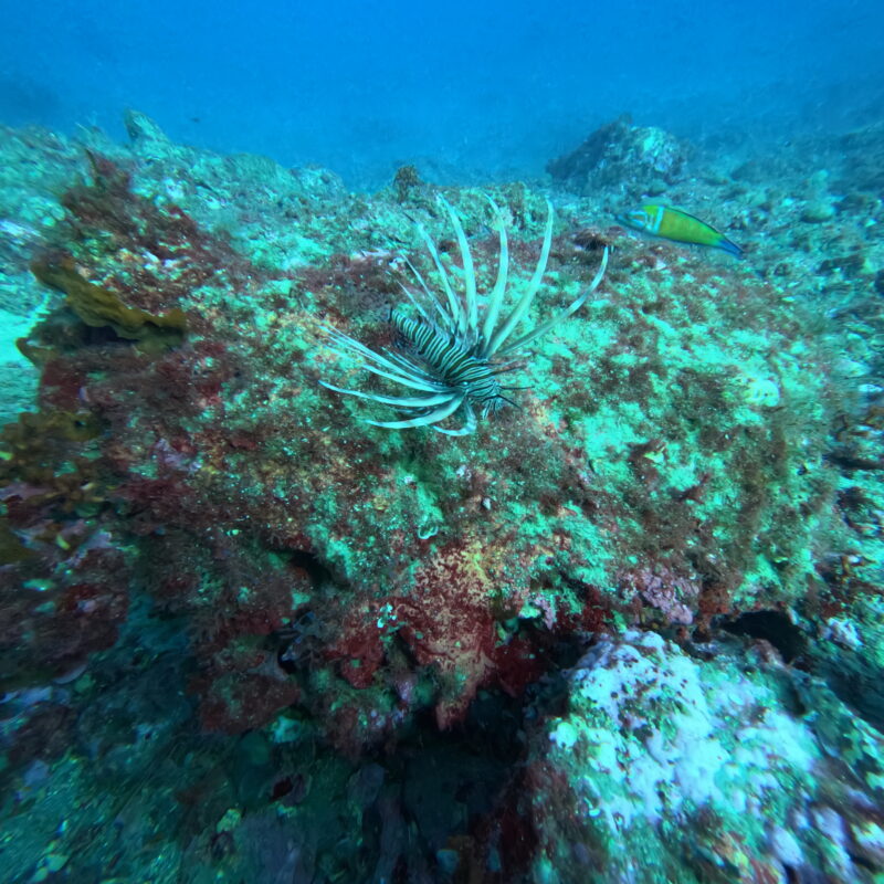 Il pesce scorpione fotografato da Pierangelo Catania con la sua GoPro