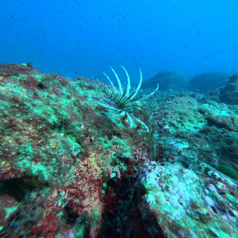 Il pesce scorpione fotografato da Pierangelo Catania