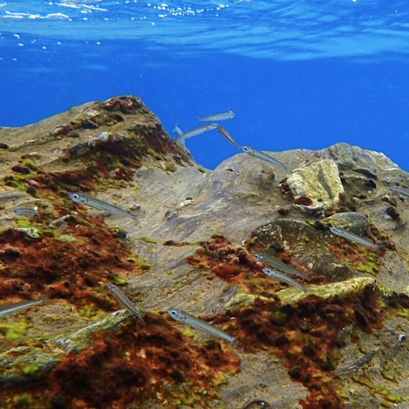 Il fondale della costa di Avola