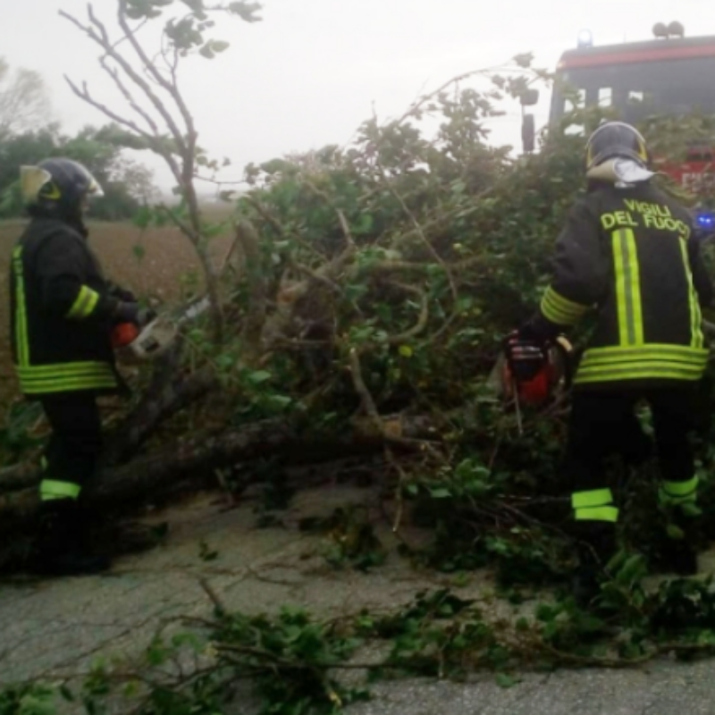 alberi caduti a caltanissetta