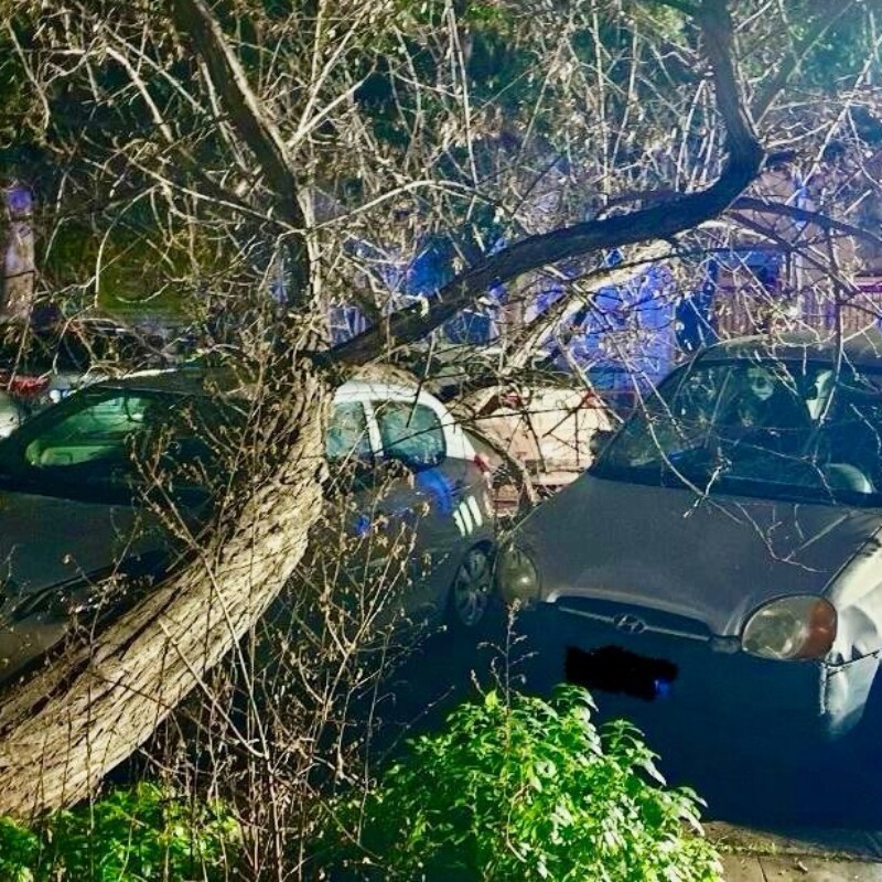 L'albero crollato in via Emilia