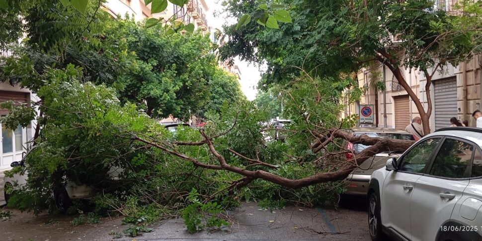 Palermo, crolla un albero in via Houel: strada bloccata, proteste dei residenti