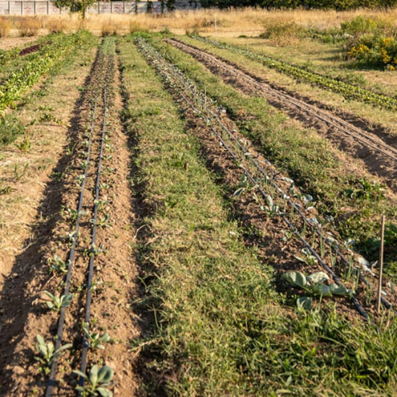 Nel 2024 il settore dell'agricoltura, silvicoltura e pesca ha mostrato un andamento positivo