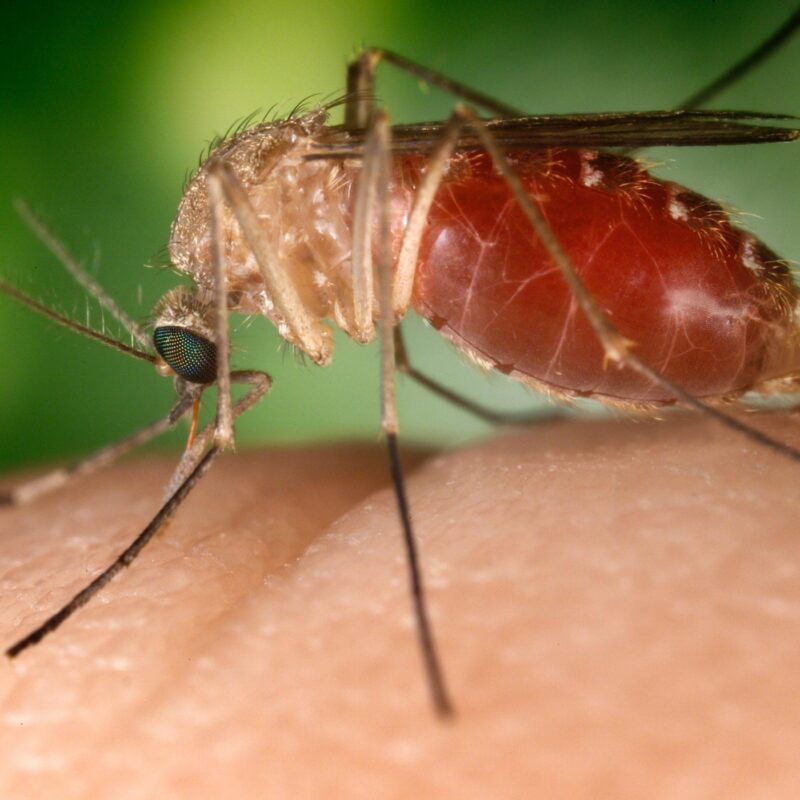 Sono le zanzare a trasmettere all'uomo il virus West Nile
