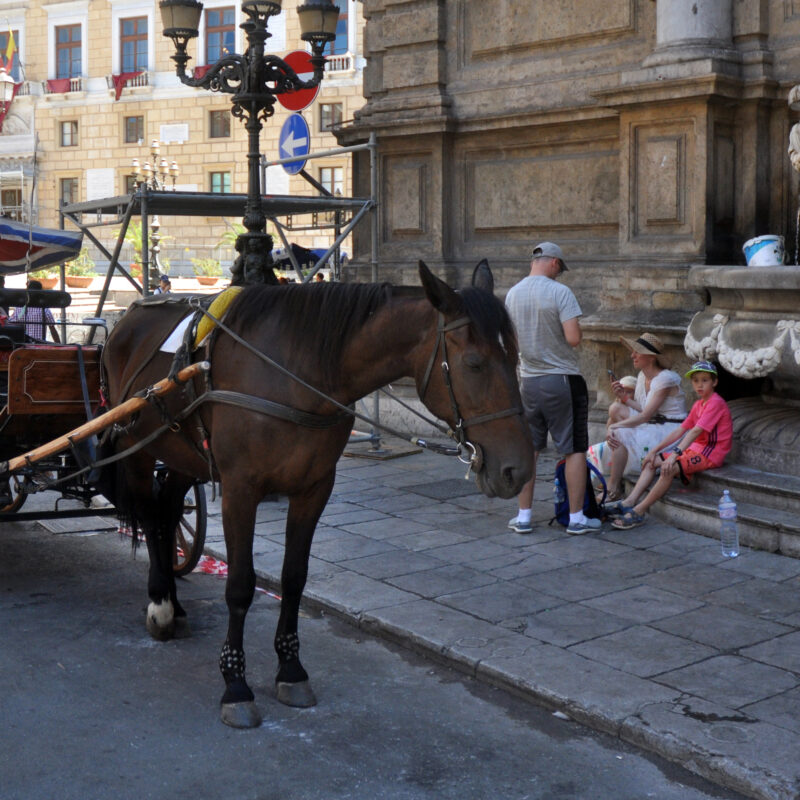 Palermo.Carrozze con cavalli fermi a Piazza Massimo e ai Quattro canti tra le ore 13,00 e le 16,00..Ph.Alessandro Fucarini