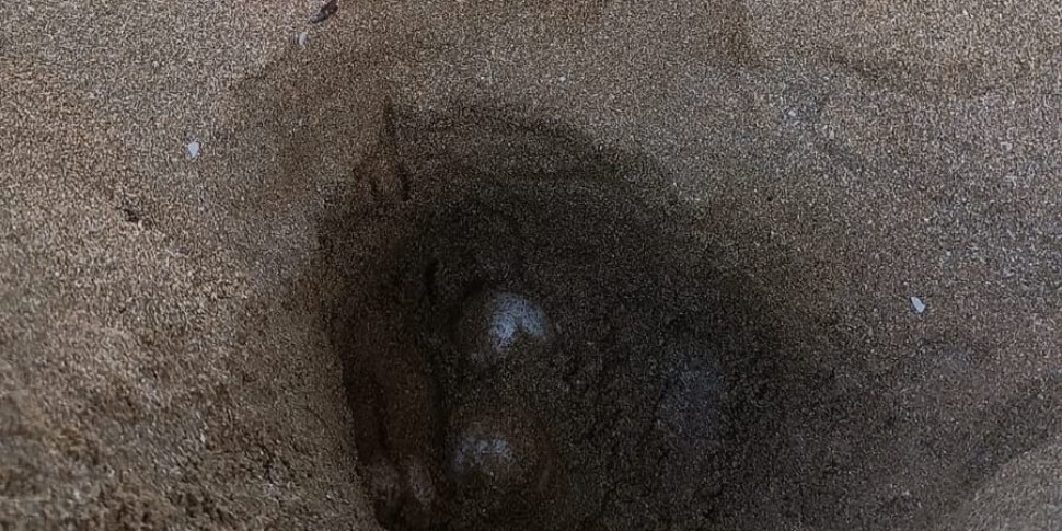 https://assets.gds.it/2025/07/Tartarughe-970x485-1751462495.jpg