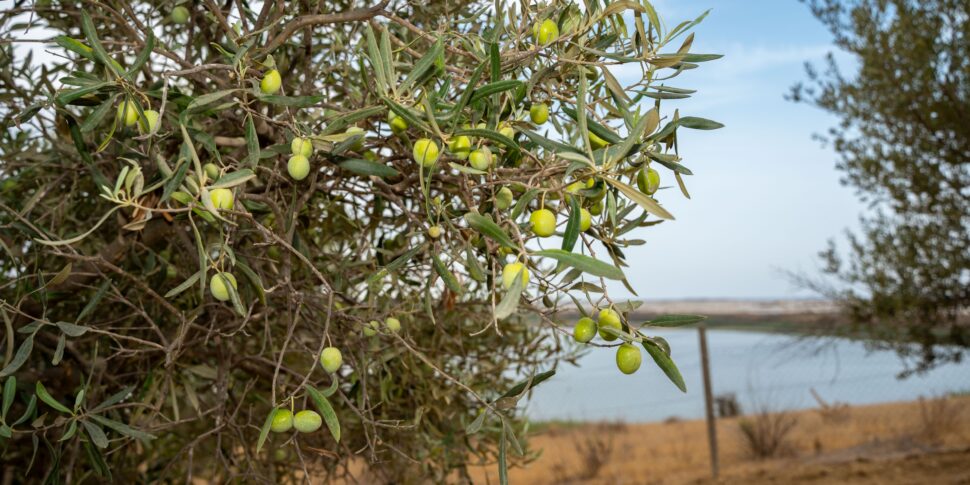 Dazi, per l’olio extravergine siciliano a rischio il 50% dell’export