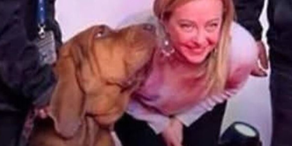 https://assets.gds.it/2025/07/cane-bruno-970x485-1751792076.jpg