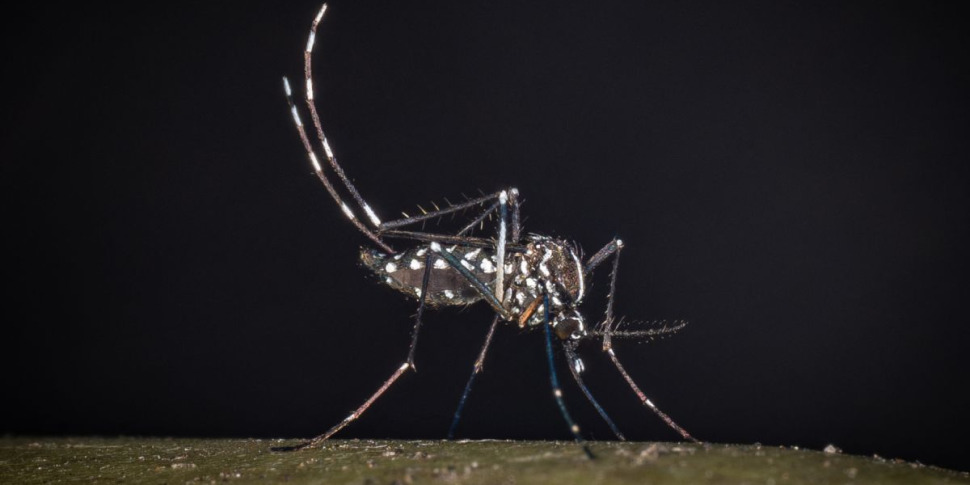 https://assets.gds.it/2025/07/west-nile-al-23-luglio-32-casi-di-cui-21-in-provincia-di-latina-2053321-970x485.jpg