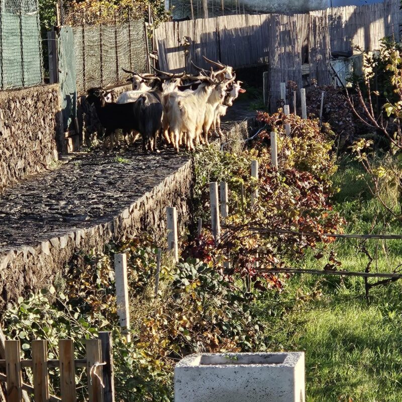 Eolie, Sos capre selvatiche: nuova riunione ed a ottobre l'eradicazione