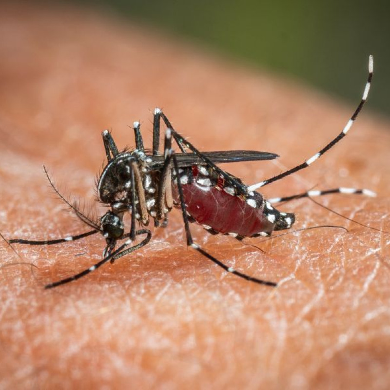 ROMA (ITALPRESS) – Salgono a 173 in Italia, dall’inizio dell’anno i casi confermati di infezione da West Nile Virus nell’uomo (89 nel precedente bollettino) con undici decessi. E’ quanto si legge nel quarto bollettino della sorveglianza pubblicato oggi dall’Istituto Superiore di Sanità. Tra i casi confermati 72 si sono manifestati nella forma neuro-invasiva (2 Piemonte,