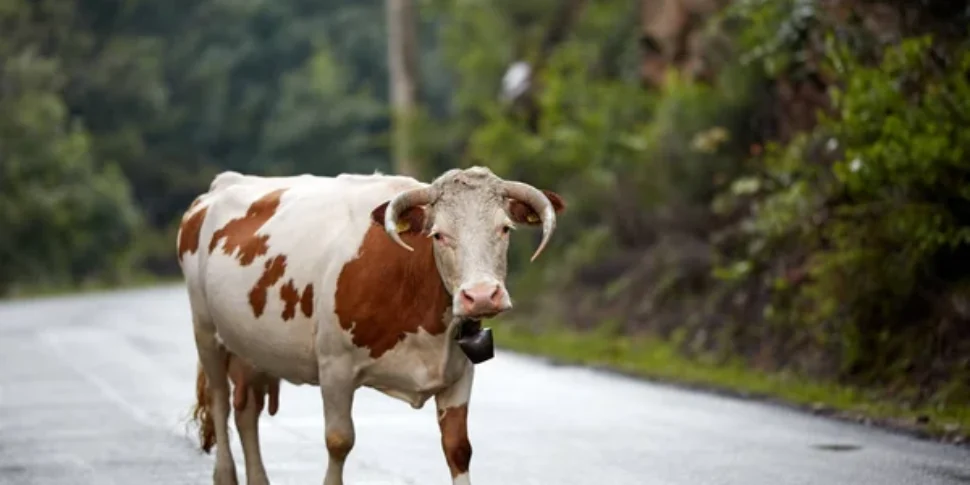 Mucca Incidente a Torretta, scooter contro una mucca: il conducente finisce ...