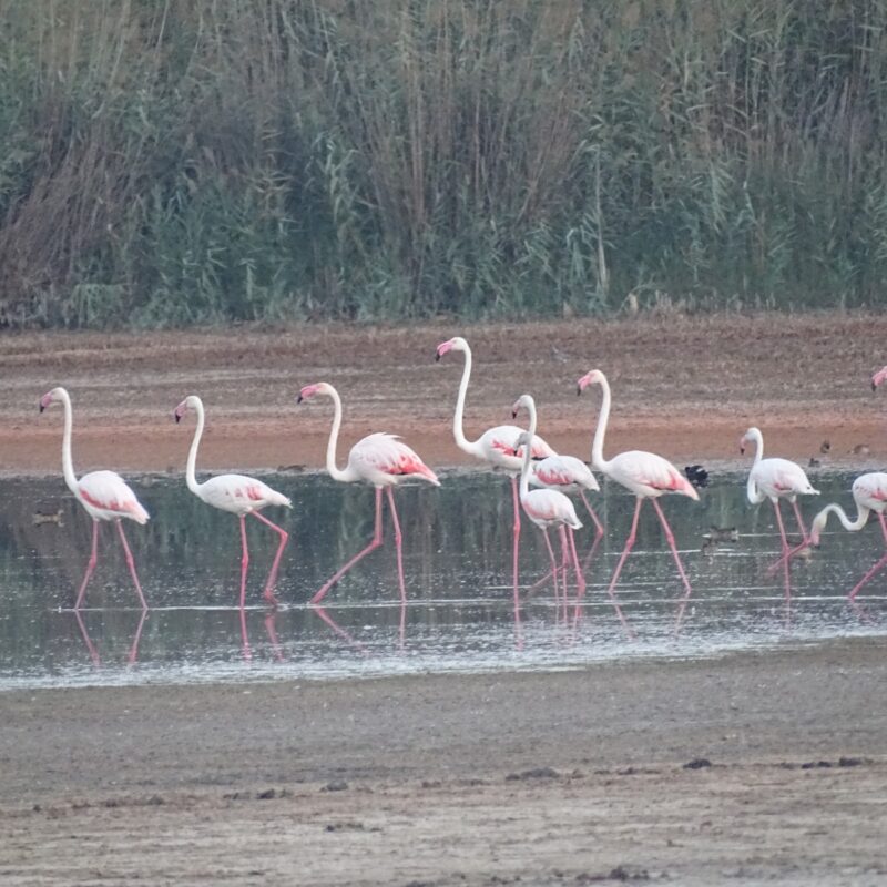 Tornano i fenicotteri nel lago di Pergusa