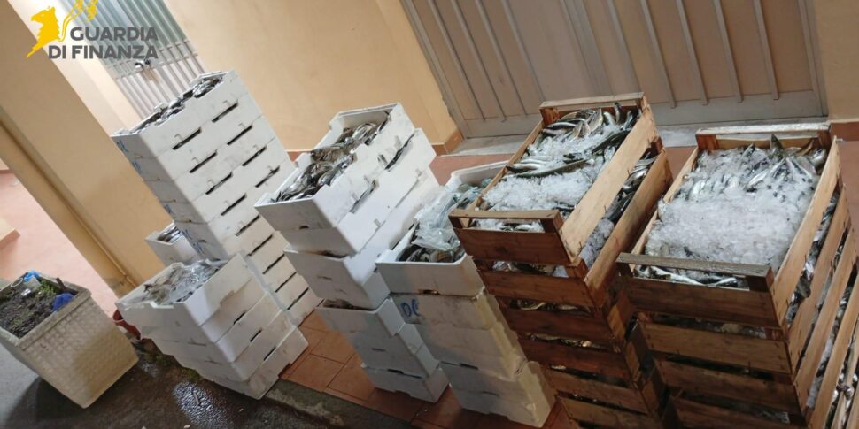 Traffico illegale di pesce tra le sponde dello Stretto di Messina, scatta il sequestro di 5 quintali