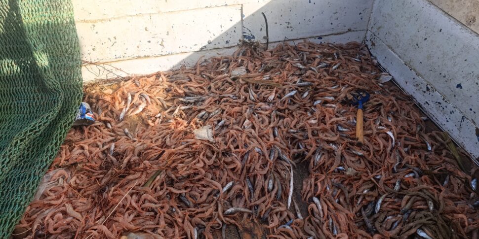 https://assets.gds.it/2026/04/Blitz-della-Guardia-Costiera-di-Palermo-sequestrate-21-tonnellate-di-pesce-chiusi-ristoranti-6-970x485.jpeg