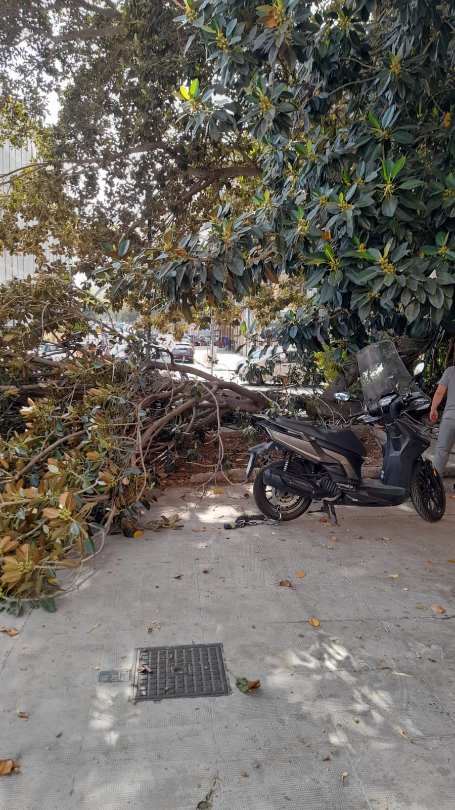 Palermo Cade Un Albero In Corso Alberto Amedeo Vicino Il Chiosco Dei palermo-cade-un-albero-in-corso-alberto-amedeo-vicino-il-chiosco-dei