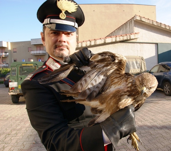 Oltre 2.400 animali selvatici curati in un anno al centro di recupero ...