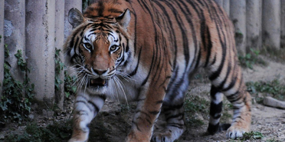 https://assets.gds.it/fileadmin/MULTIMEDIA/SPETTACOLI/269764_album/tigre_animale_Z-970x485.jpg